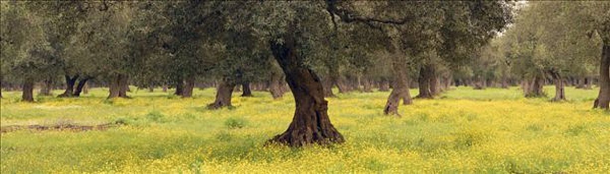 橄榄树,花,草地,意大利南部,欧洲