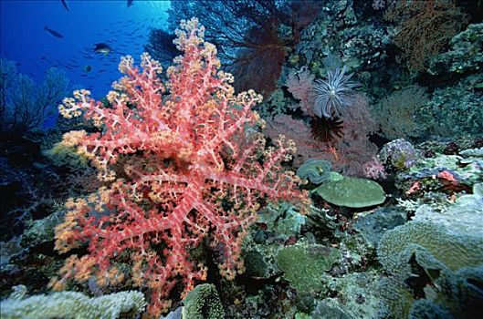 软珊瑚,珊瑚,礁石,所罗门群岛