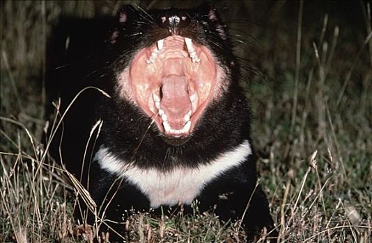 袋獾,成年,夜晚,展示,强势,动作,张嘴,夜出型动物,塔斯马尼亚