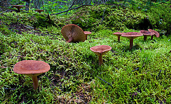 蘑菇,苔藓,遮盖,白云杉,花旗松,树林,英里,房子,卡里布,不列颠哥伦比亚省