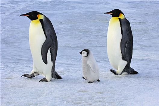 帝企鹅,父母,走,幼禽,雪丘岛,南极