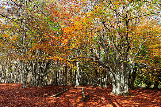美好,彩色,秋天,木头,公园,意大利