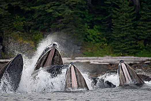 驼背鲸,鱼群,青鱼,靠近,东南阿拉斯加,夏天