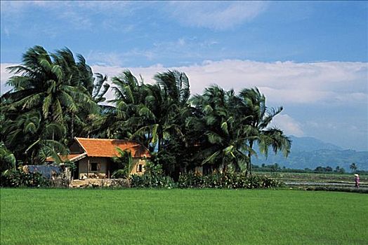 越南,湄公河三角洲,棕榈树,农舍,围绕,绿色,稻田