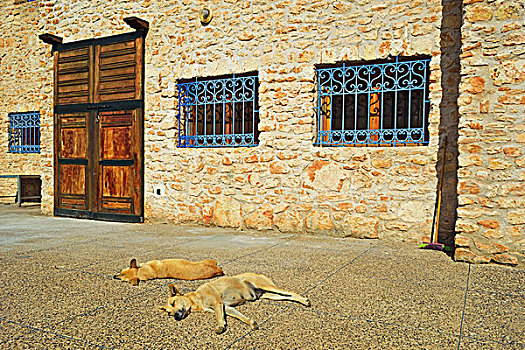 两只狗,睡在,前,建筑石材,随着,禁止窗口,摩,非洲