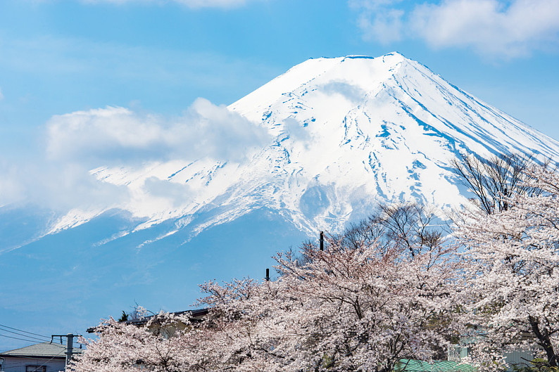 櫻花,山,富士山,春天_高清圖片_全景視覺