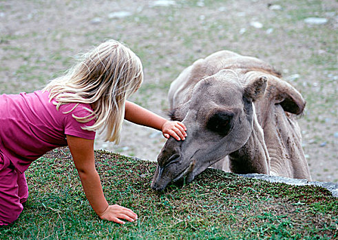 女孩,宠物,骆驼,动物园,瑞典