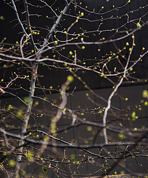 春季木瓜树枝头的嫩绿新叶