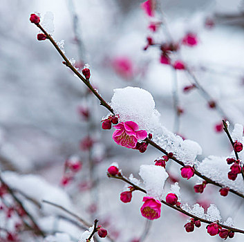 红梅花开