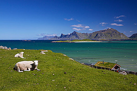 绵羊,农场,罗弗敦群岛