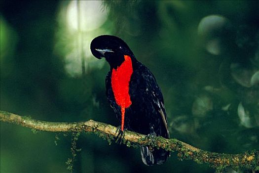 伞,鸟,栖息,雾林,生态系统,哥斯达黎加