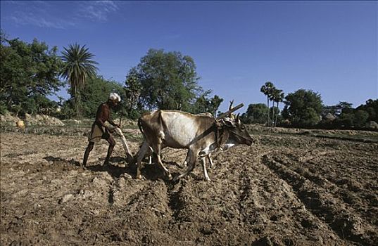 农民,耕作,地点,牛,泰米尔纳德邦,印度