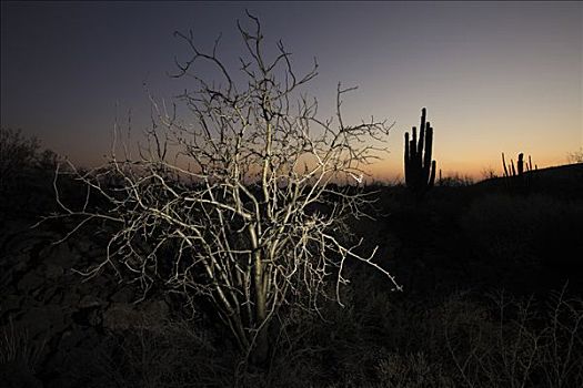 树,日落,埃尔比斯开诺生物圈保护区,墨西哥