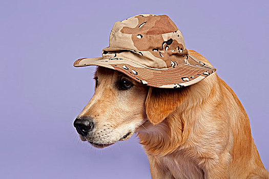 金毛猎犬,7个月,保护色,帽子