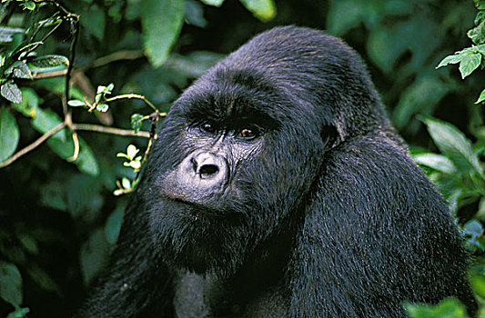 山地大猩猩,大猩猩,男性,头像,公园,卢旺达