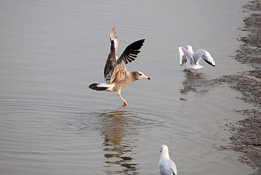 海鸥,鸟,野生动物,保护,湿地,北戴河,候鸟,大海,迁徙,觅食,嬉戏,争斗