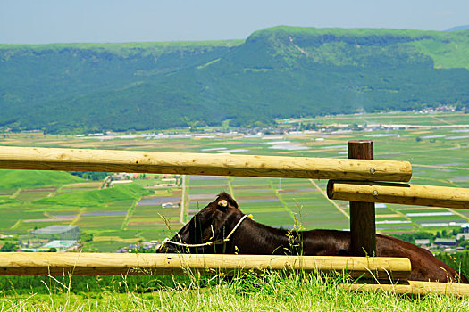母牛,熊本,日本