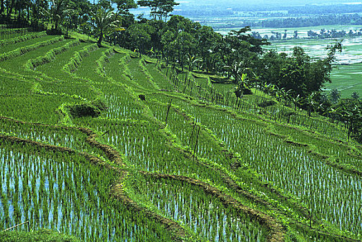印度尼西亚,爪哇,风景,展示,阶梯状,稻田