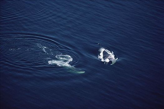 鳍鲸,长须鲸,航拍,一对,北下加利福尼亚州,墨西哥
