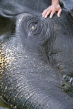 大象,准备,洗,印度南部