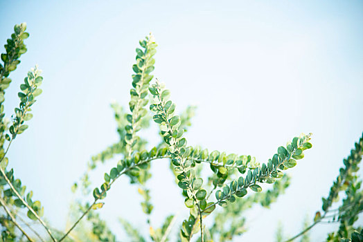 珍珠金合欢,植物