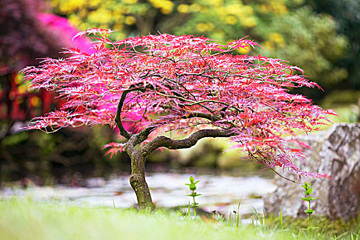 鸡爪枫,日式庭园