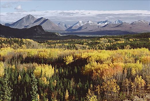 秋日风光,树林,山峦,德纳利国家公园和自然保护区,阿拉斯加