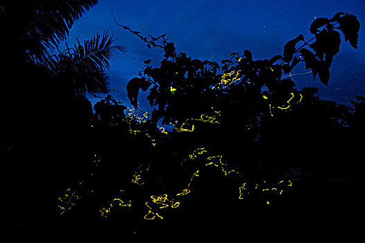 萤火虫,群,光亮,夜晚,岛屿,北方,印度尼西亚