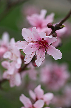 在春风之中盛开的桃花