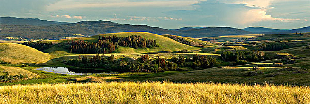 全景,草地,靠近,道格拉斯湖牧场,不列颠哥伦比亚省,加拿大