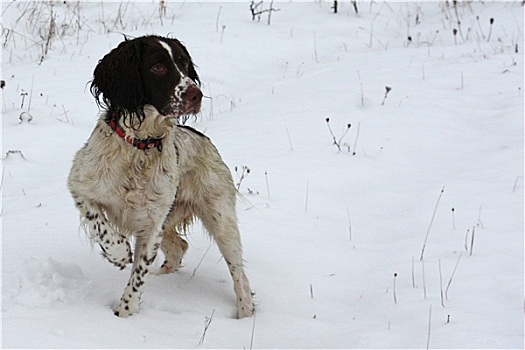 工作,史宾格犬,宠物,猎犬,玩雪