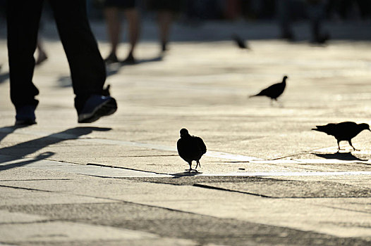 鸽子,旅游,圣马可广场,威尼斯