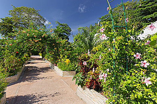 花园,酒店,拉迪格岛,塞锡尔群岛