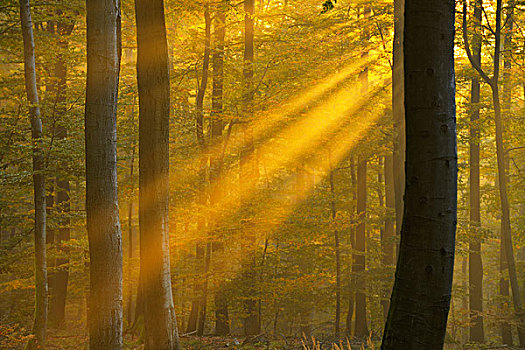 阳光,山毛榉,树林,施佩萨特,巴伐利亚,德国
