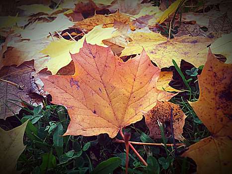 秋叶,挪威槭,挪威枫,落叶,卧,草地