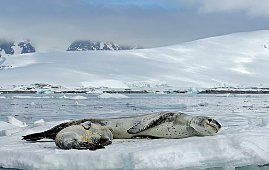 南极,南极半岛,海豹,幼仔,浮冰