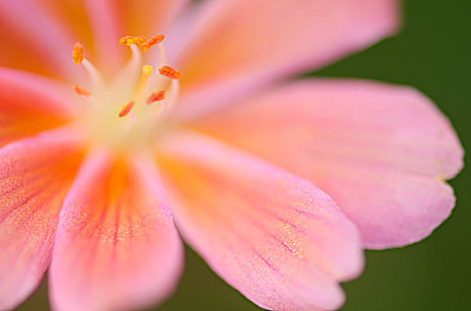 特写,花