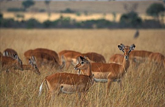 黑斑羚,马赛马拉,肯尼亚,非洲