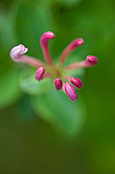 金银花,花