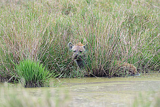 斑鬣狗,笑,鬣狗,隐藏,高草,水,马赛马拉国家保护区,肯尼亚,非洲