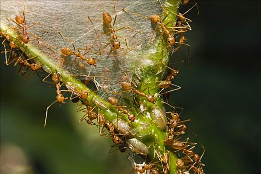 蚂蚁,群,巢,雨林,印度