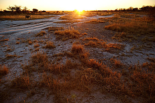 日落,上方,平原风景,纳米比亚,非洲