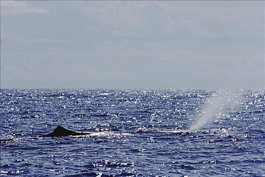 抹香鲸,喷涌,斯里兰卡