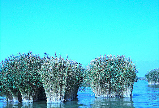 沙湖,湖泊,芦苇