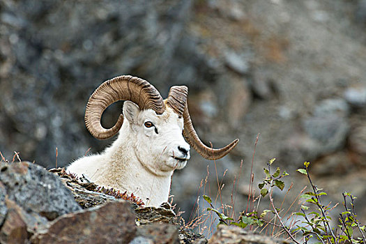野大白羊,德纳里峰国家公园,阿拉斯加,美国,北美