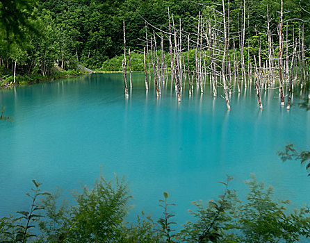 日本北海道美瑛蓝波