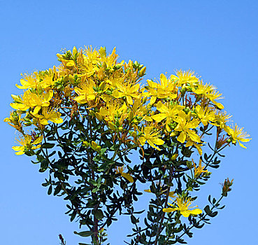 金丝桃属植物,黄色