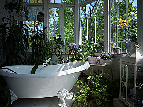 浴缸,卫生间,植物,静物