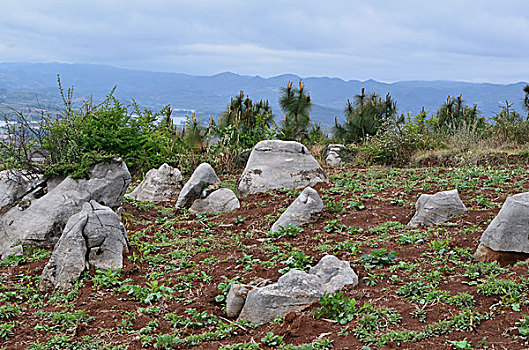 山野小石林景观