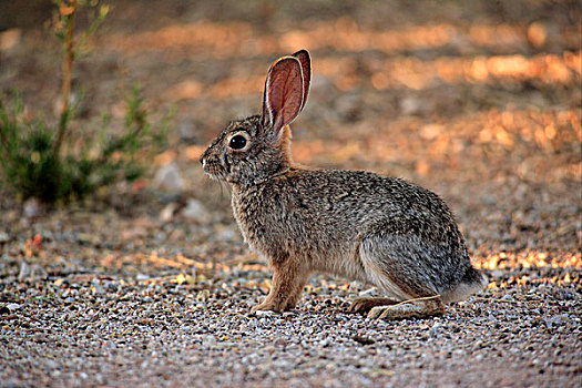 棉尾兔,成年,索诺拉荒漠,亚利桑那,美国